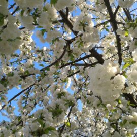 Wir wünschen uns den Frühling herbei! – Veranstaltung für Menschen mit und ohne Demenz